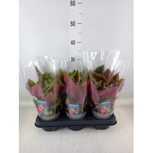 Plectranthus col. 'MSt Ruby Road'