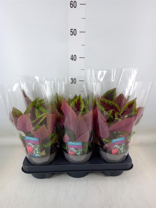 <h4>Plectranthus col. 'MSt Ruby Road'</h4>