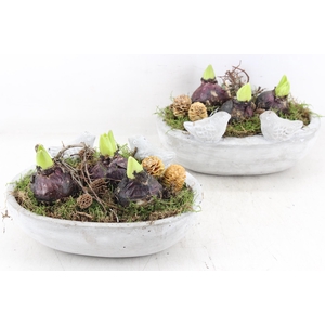 arr4 Hyacint JS - Vogel ovaal x3