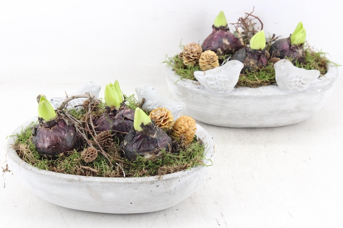 <h4>arr4 Hyacint JS - Vogel ovaal x3</h4>