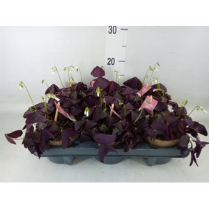 Oxalis trian. 'Mijke'