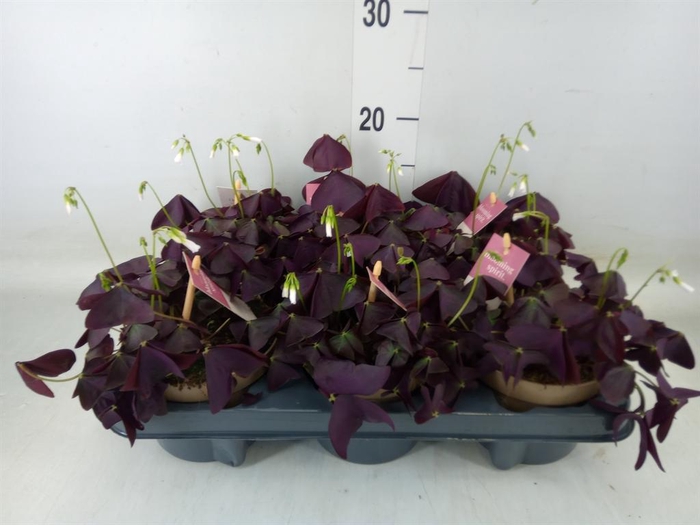 <h4>Oxalis trian. 'Mijke'</h4>