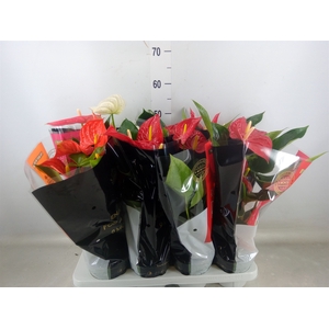 Anthurium   ...mix