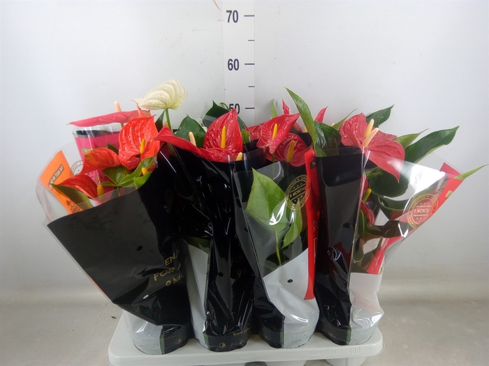 <h4>Anthurium   ...mix</h4>