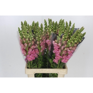 Antirrhinum Potomac Early Pink