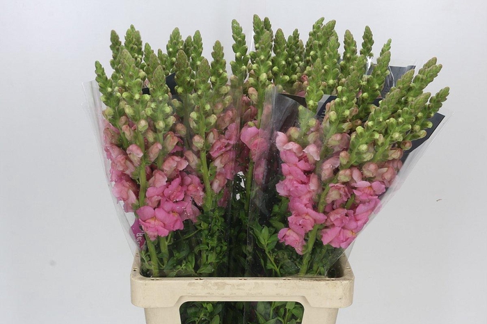 Antirrhinum Potomac Early Pink