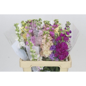 Matthiola Iron Rainbow Mix