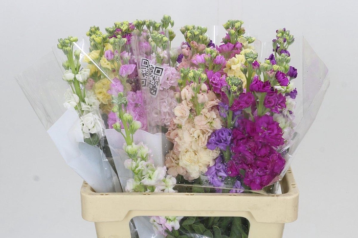 <h4>Matthiola Iron Rainbow Mix</h4>
