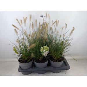 Pennisetum alopec. 'Little Bunny'