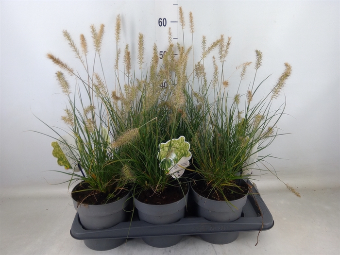 <h4>Pennisetum alopec. 'Little Bunny'</h4>