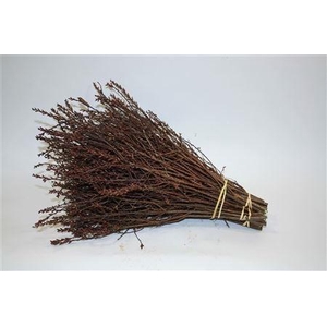 Myrica Gagel Per Stem