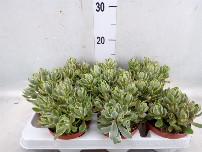 <h4>Crassula   ...</h4>