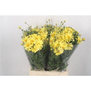 Margriet Yellow Per Stem X25