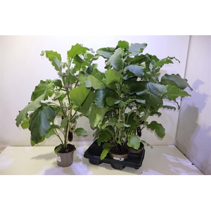 Aubergine Planten
