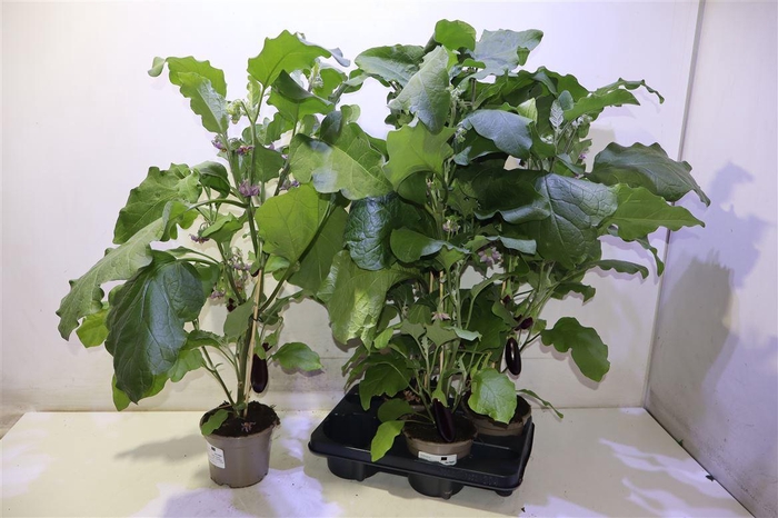 <h4>arr8 Aubergine Planten</h4>