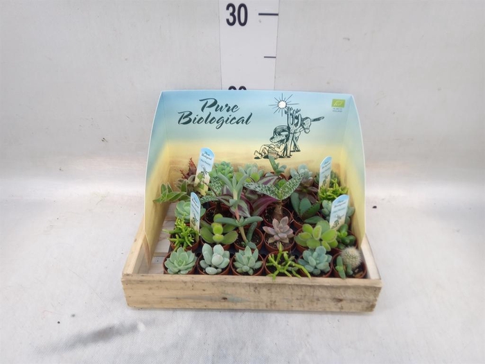 <h4>Succulents   ...</h4>