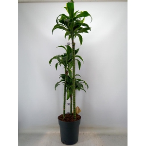 Dracaena frag. 'Dorado'