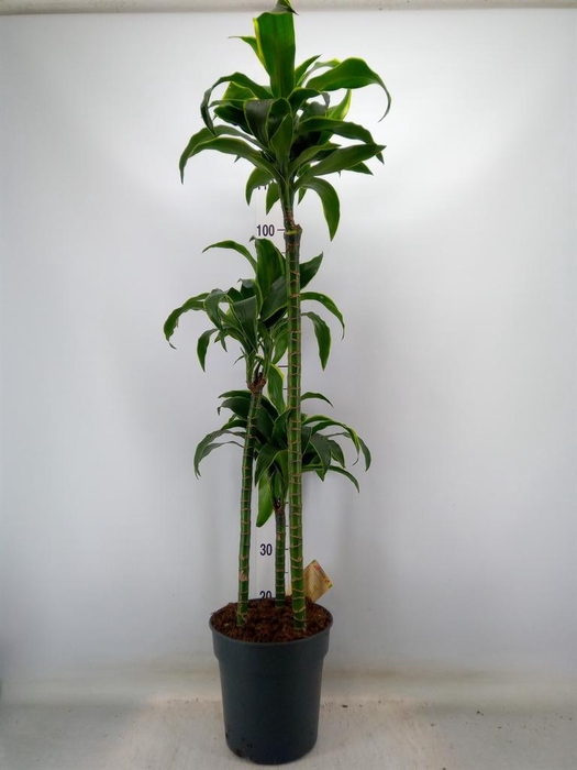 <h4>Dracaena frag. 'Dorado'</h4>