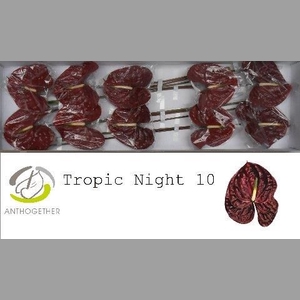 ANTH A TROPIC NIGHT