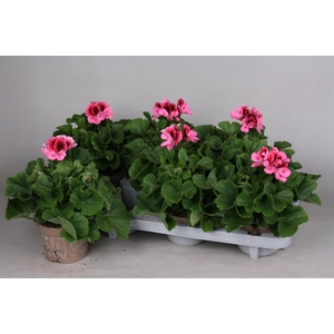 PEL GR REGA PINK