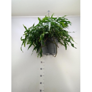 Microsorum diversifolium