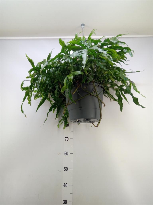 <h4>Microsorum diversifolium</h4>