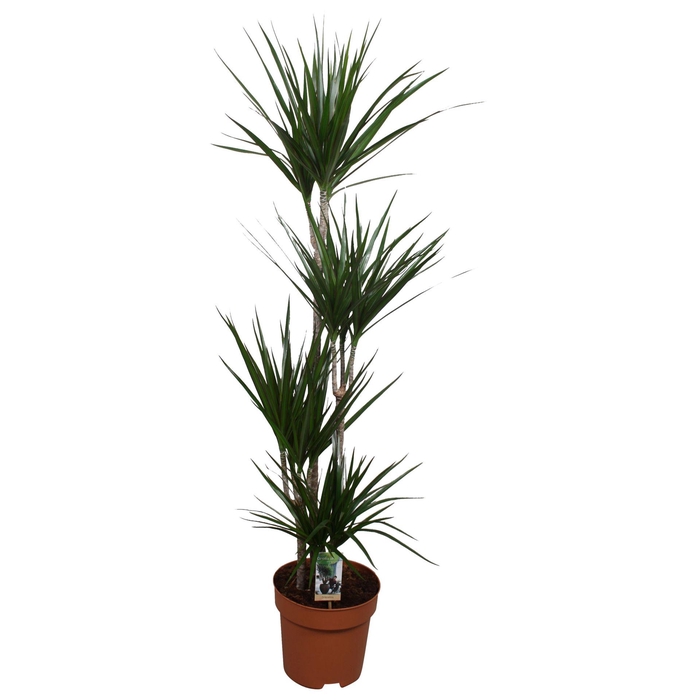 <h4>Dracaena marg.</h4>
