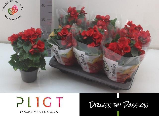 <h4>BEG DU BALADIN</h4>