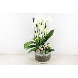 arr2 PL - Glas cilinder phal. wit