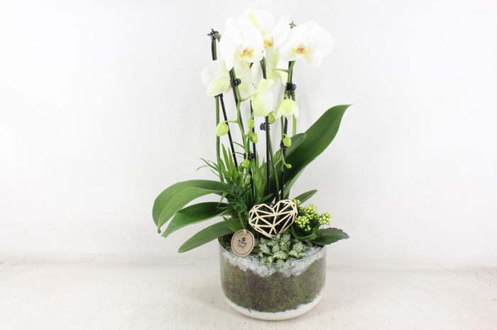 <h4>arr2 PL - Glas cilinder phal. wit</h4>