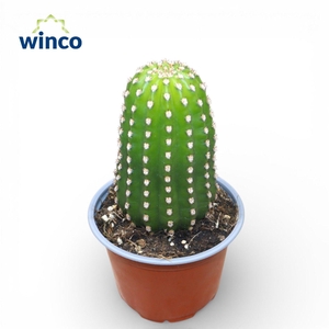 Trichocereus Grandiflorus