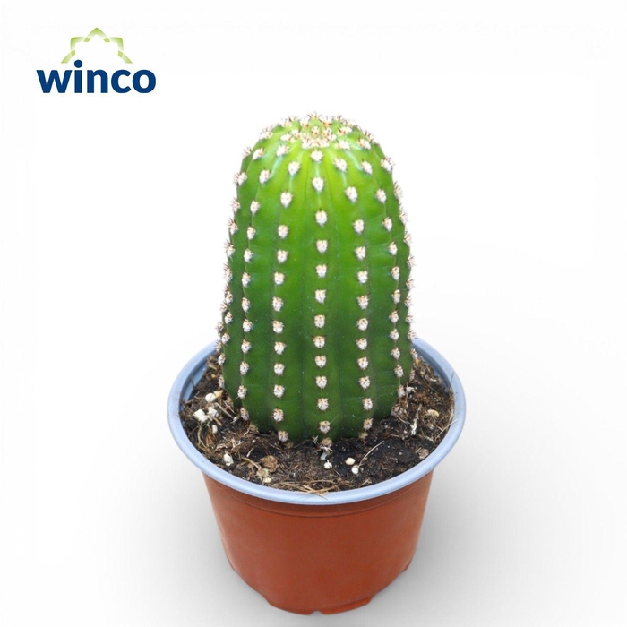 <h4>Trichocereus Grandiflorus</h4>