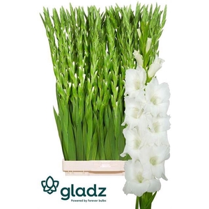 GLADIOLUS GR WHITE