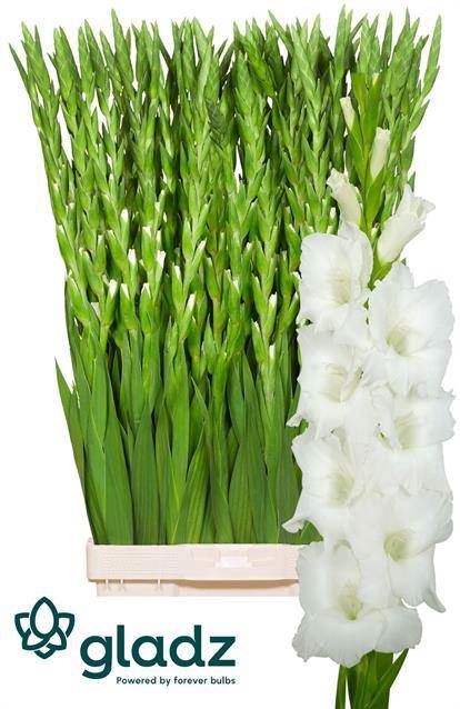 <h4>GLADIOLUS GR WHITE</h4>