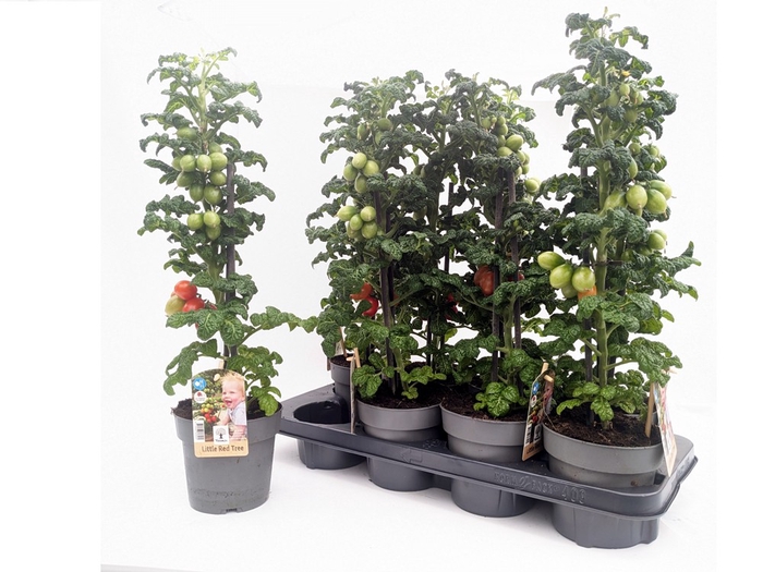 <h4>TOMATENPLANTEN</h4>