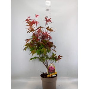 Acer palmatum 'Atropurpureum'