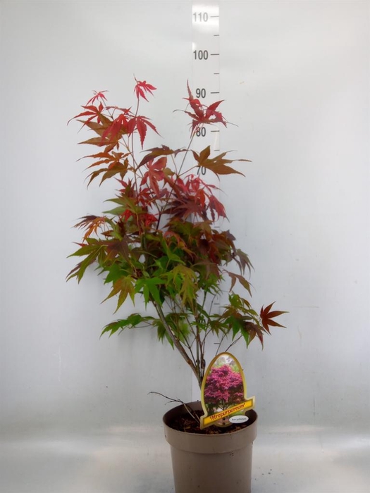 <h4>Acer palmatum 'Atropurpureum'</h4>