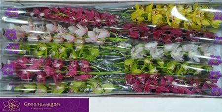 <h4>Cymb Mi Gem</h4>