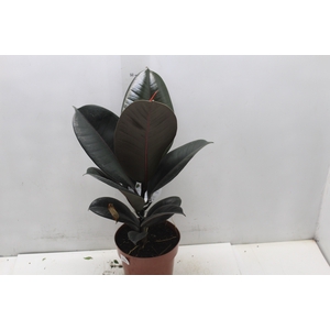 FICUS ELASTICA BURGUNDY P17