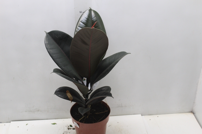 <h4>FICUS ELASTICA BURGUNDY P17</h4>