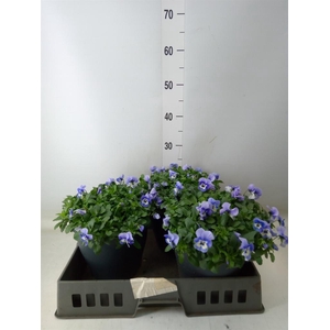 Viola corn. 'Evo Mini Marina'