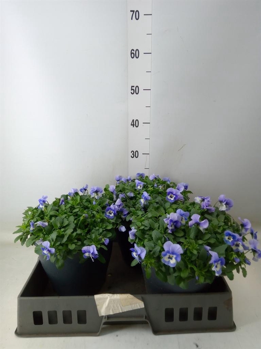 <h4>Viola corn. 'Evo Mini Marina'</h4>
