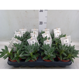 Crassula  'Tarantula'