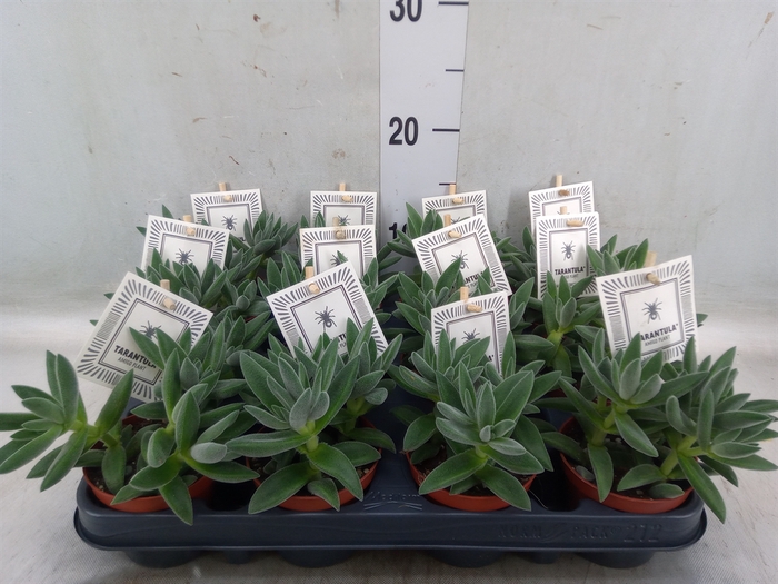 <h4>Crassula  'Tarantula'</h4>