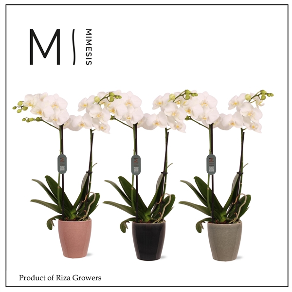 <h4>Mimesis Phal. Multi White - 2 spike 12cm in Nadia Mix ceramic</h4>