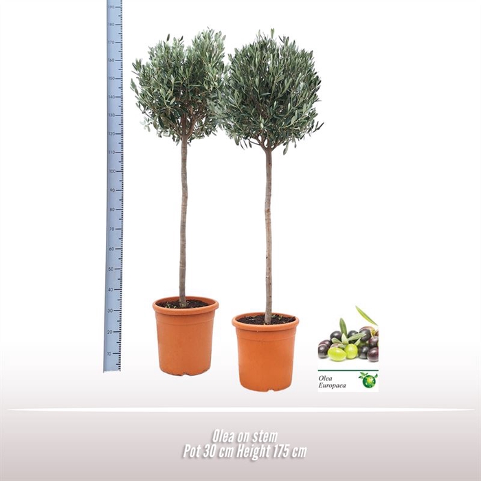 <h4>Olea op stam</h4>