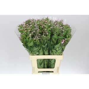 Phlox P Sweet Lexy Pink