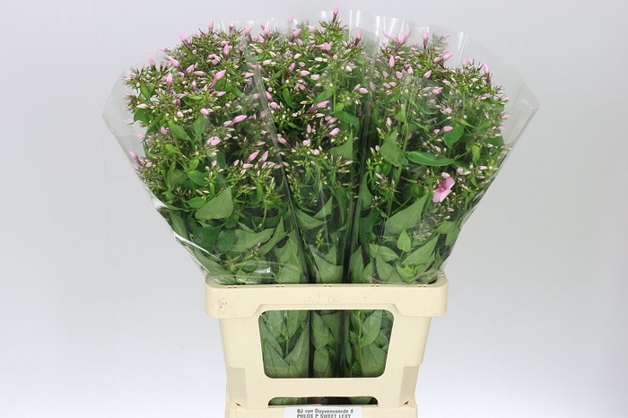 <h4>Phlox P Sweet Lexy Pink</h4>