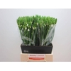 Ornithogalum Thyrsoides