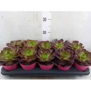 Aeonium arboreum 'Velours'